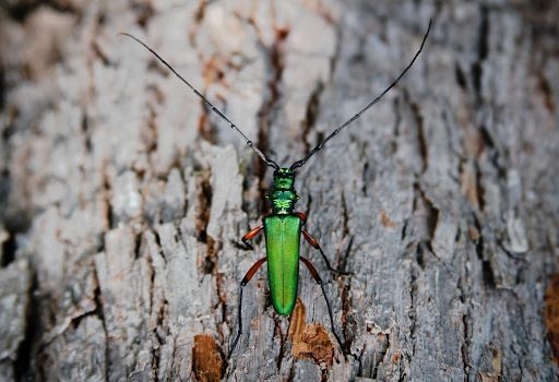 Green borer insect on tree bark