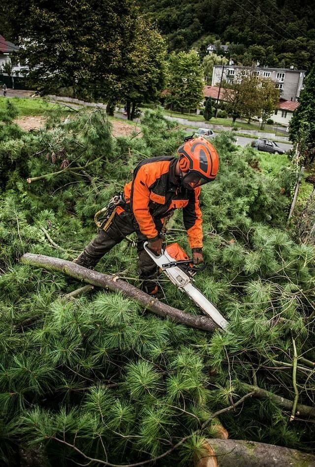 Tree Removal In Torrance California