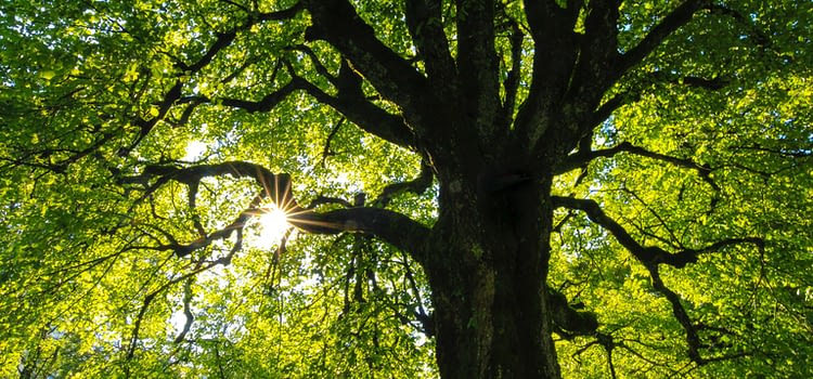 beautiful tree with light shining through
