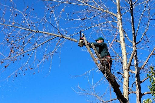 Man with safety equipment cutting a tree branch with a chainsaw.