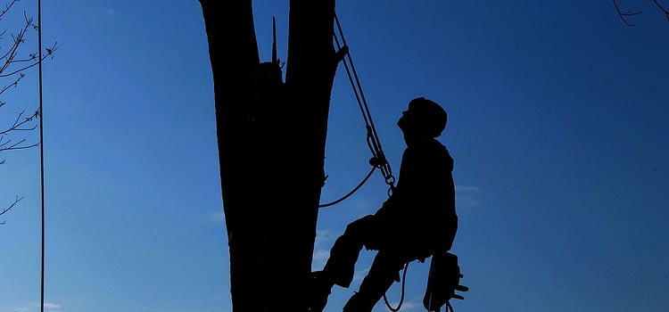 The silhouette of a tree care service employee in a tree